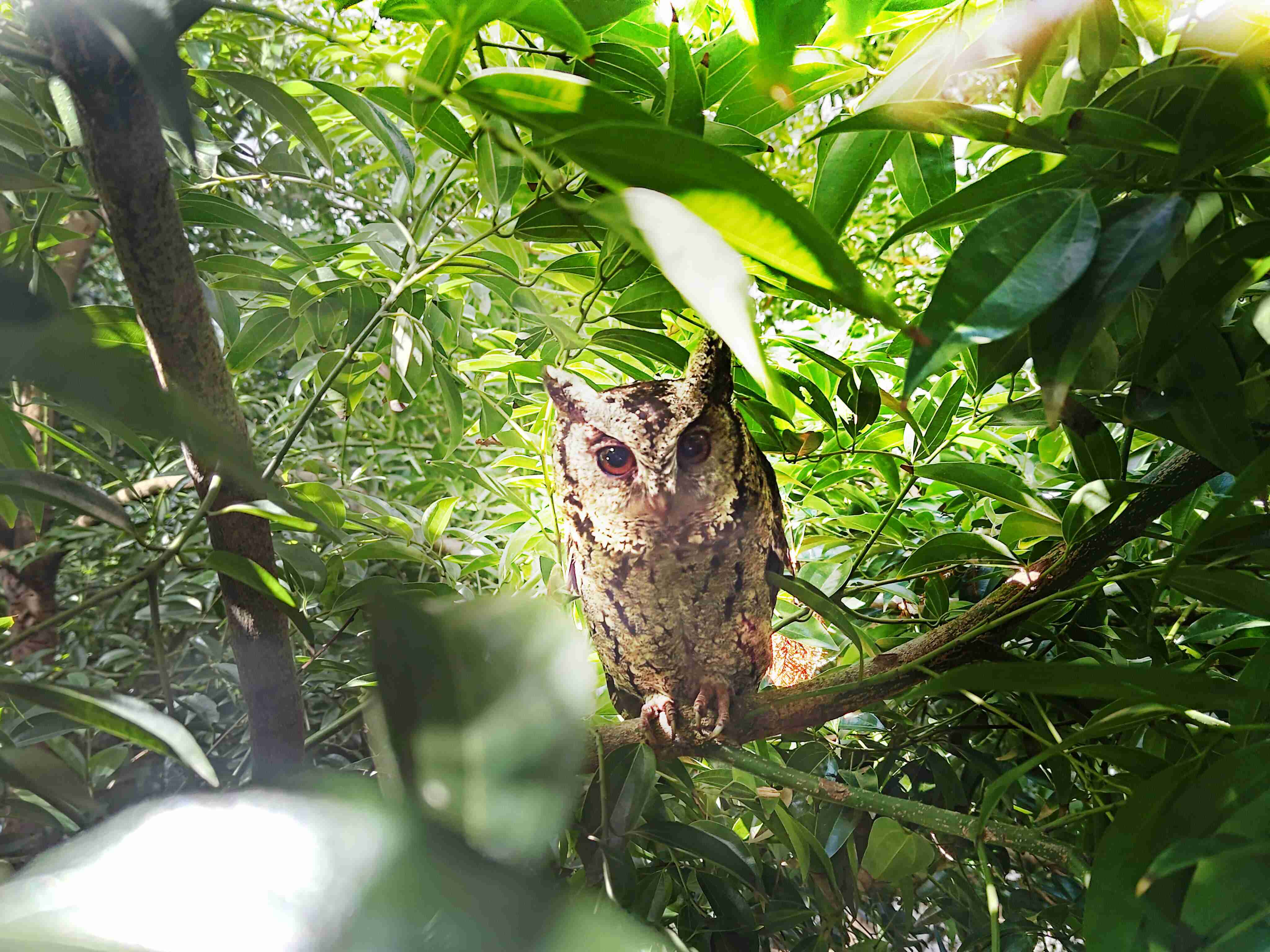 开云电子致力提倡净零绿生活，，16年以来在全球各厂区植树逾百万棵，，，，造就各厂区树木蔚然成林，，，，犹如森林工厂，，，，成为许多生物的栖息地
